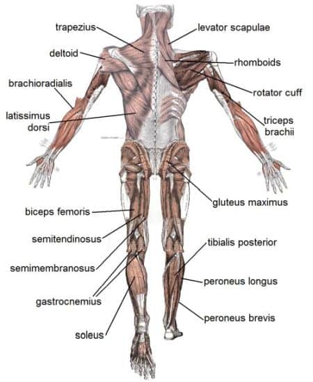 upper and lower muscles of the body used in strength training or rowing motion (ie catch position uses shoulder blades) with labels showing muscle names