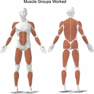 muscle groups worked on the body from a rowing machine