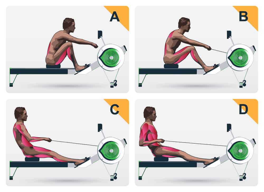 4 phases of rowing and the muscles worked out in each phase 